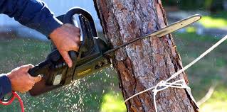 How Our Tree Care Process Works  in  Crestview Hills, KY