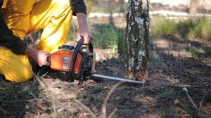 Best Arborist Consultation Services  in Crestview Hills, KY