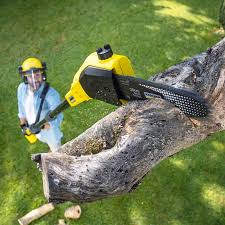 Best Tree Disease Treatment  in Crestview Hills, KY