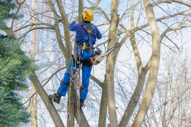 Best Seasonal Cleanup (Spring/Fall)  in Crestview Hills, KY