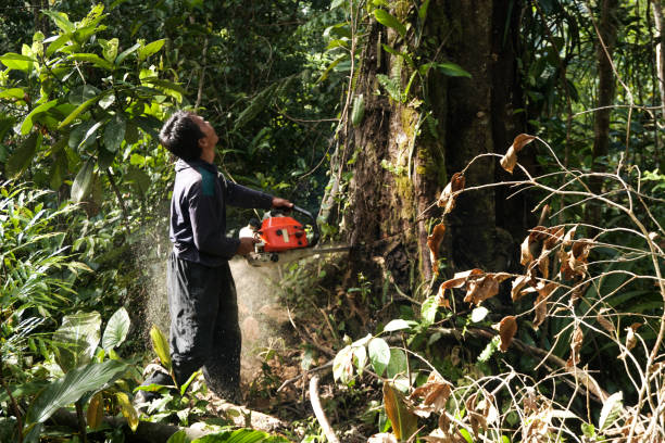 Best Storm Damage Tree Cleanup  in Crestview Hills, KY