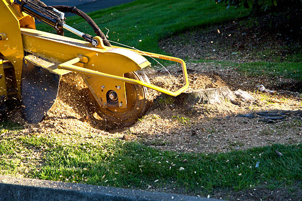  Crestview Hills, KY Tree Services Pros