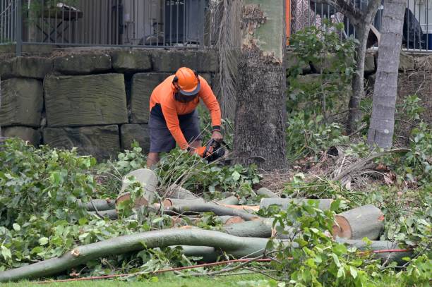 Best Hazardous Tree Removal  in Crestview Hills, KY