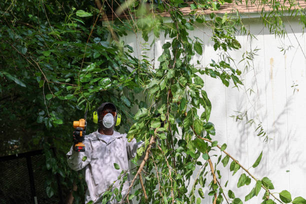 Best Pest Control for Lawns  in Crestview Hills, KY