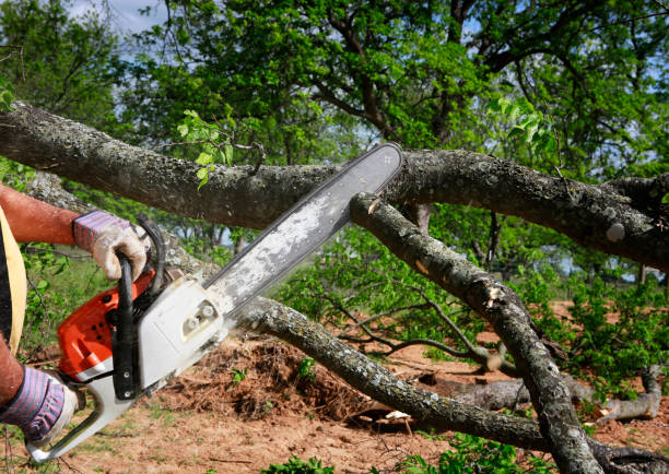 Best Tree Removal  in Crestview Hills, KY