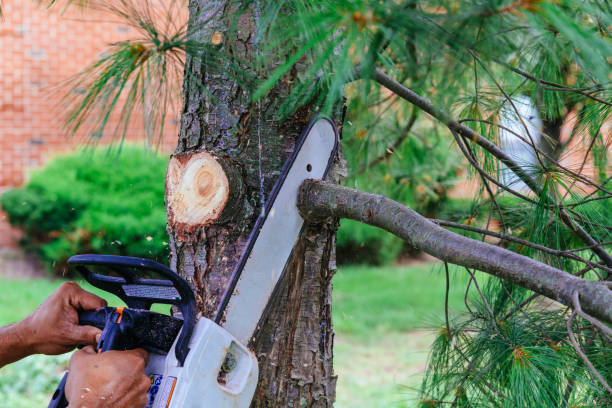 Reliable Crestview Hills, KY Tree Services Solutions